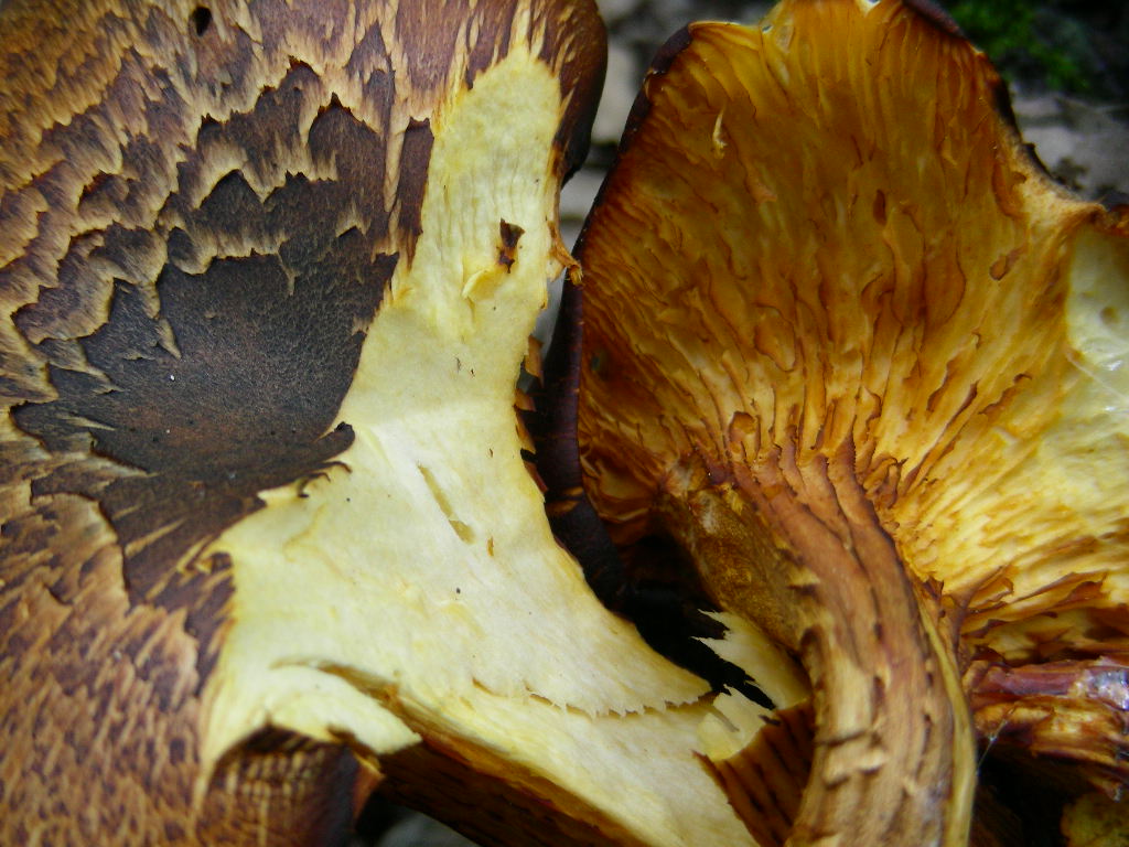 Variabilit� di Omphalotus olearius